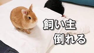 うさぎに倒れたドッキリしてみた結果…