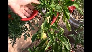 Saving chile pepper seeds: New Mexico 6-4L Herloom chile