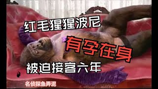 红毛猩猩波尼,一只被人类性侵的动物 被迫接客长达6年时间