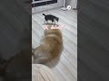 今、踏んだよね？｜peco チャウチャウ 子猫 犬と猫のいる暮らし 子猫のいる生活 chowchow kitten dogandcat kittenlife