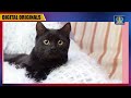 black cat বিড়াল রাস্তা কাটলে কেন অশুভ হয়