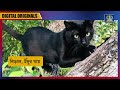 black cat বিড়াল রাস্তা কাটলে কেন অশুভ হয়