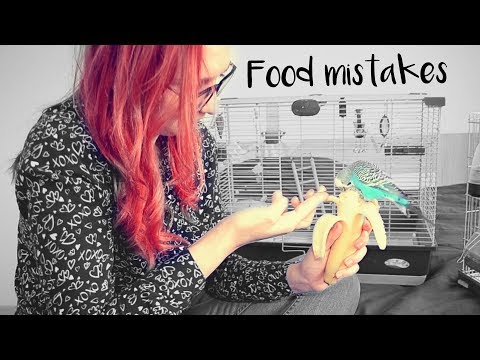 Food mistakes with birds Food mistakes with birds