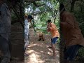 👉bear catching 🐻🐻😱😱#trending#nature#forest#trendingshorts#bear#viralshort#animals#reels#shorts#viral