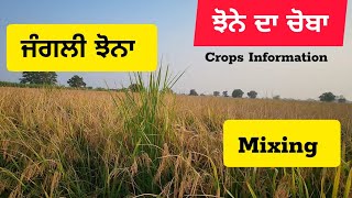 ਝੋਨੇ ਦਾ ਚੋਬਾ ਜੰਗਲੀ ਝੋਨਾ Paddy off type plants problem