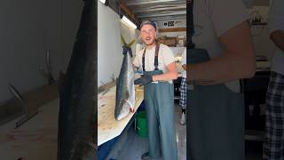 Yellowtail AKA Hamachi in San Diego!! My first time ever filleting one of these beautiful fish!!