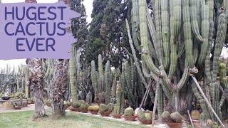 THE BIGGEST CACTUS GROWING OUTDOORS. MUST DO IN MALTA. DEREK GARDEN CENTRE