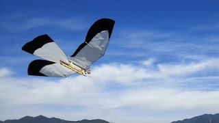 飛べ!!　羽ばたき飛行機15(飛び過ぎ、ゴムは半分巻き) Ornithopter joint wing. Good flyght