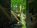 flowers of papaya 木瓜花 木瓜花