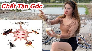 Kiến, Gián, Mối Chết Tận Gốc Nếu Bạn Biết Được Cách Này, Cách Diệt Côn Trùng Siêu Nhanh