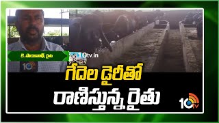 గేదెల డైరీతో రాణిస్తున్న రైతు | Huge Profits In Buffalo Dairy Farm | 10TV News