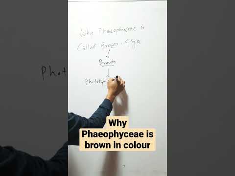 What pigment is brown algae?