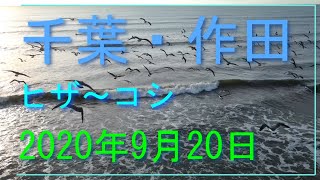 【波乗りドローン】 2020年9月20日 千葉・作田 サーフィン空撮 ヒザ～腰▽25