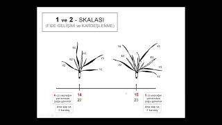 ZADOKS Skalası ile Buğday Bitkisinin İncelenmesi