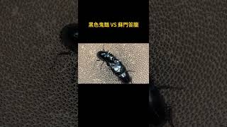 78mm黑色鬼豔 VS 98mm蘇門答臘巨扁#鍬甲 #甲蟲 #異寵 #奇異動物召集令 #神奇動物