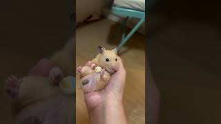 黃金鼠 胖丁 吃小饅頭😍#仓鼠 #hamsterbabies #hamstersshow #pets #cute #可愛い