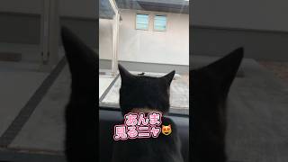 【天才お喋り猫】野良猫に見つめられ照れるこっちゃん #しゃべる猫