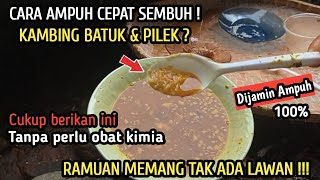 Cara Mengobati Kambing Batuk Pilek Tidak Mau Makan