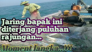 Detik-detik penarikan jaring yang penuh dengan rajungan..