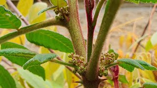 Lemony Pepper Tree (Zanthoxylum  Acanthopodium) is flowering in November!