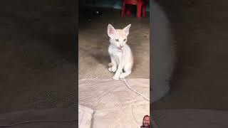 அழகான பூனை குட்டி #catlover #trending#vairalvideo