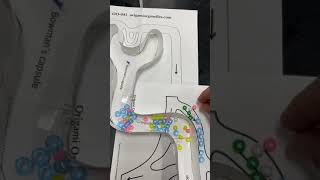 3.4.3 Navigating The Nephron Model