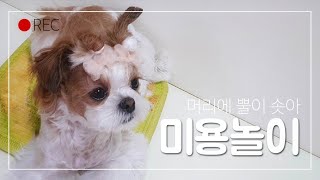 Shih-tzu dog Shih-tzu grooming /Idol hairstyle