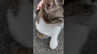 【伏見稲荷】背中にスリスリしてくる子猫オハチ　Kitten slipping on his back