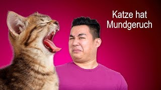 Meine Katze hat Mundgeruch