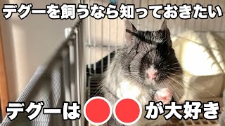 デグーが意外と好きなもの