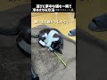 本当はダメだけど止められない…愛猫を一瞬で警戒モードに ばんくん ハチワレ くしゃみ shorts