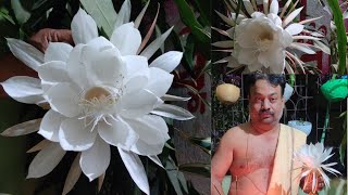 ବର୍ଷ ପ୍ରଥମ ବ୍ରହ୍ମାକମାଲ | ରାତିର ରାଣୀ | Brahmakamal flower🙏