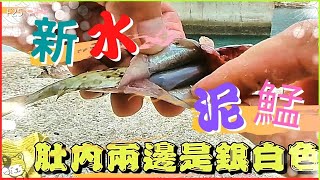 貓魚F25【【如何分新水舊水泥鯭？】【太遠路、随釣随放】||香港東【磯釣】步兵HongKong East Fishing