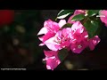 positive morning music wake up u0026 stress relief morning meditation music for brain power relax