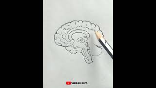 How to Draw Human Brain Easily - Step by Step