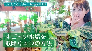 【観葉植物の水垢をとる方法】葉っぱについた水垢をとる方法、4つの方法をご紹介＆チャレンジ！一番簡単でいい方法をご紹介！マランタレウコネウラエリトロネウラを使ってご紹介　[観葉植物]ー　Ep.79