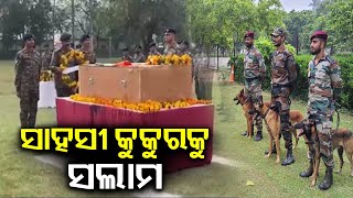 Army dog Phantom honoured after sacrificing life in anti-terror operation in J\u0026K || Kalinga TV