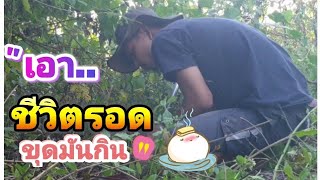 🪴🌱ขุดมันแกวเป็นอาหารเอาชีวิตรอด