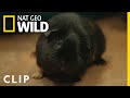 Miss Milo the Guinea Pig | Critter Fixers: Country Vets