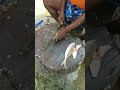 Fish Cutting Part - I