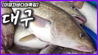 잡아도 대구~먹어도 대구~겨울 손님 대구의 색다른 변신! [어영차바다야특집]