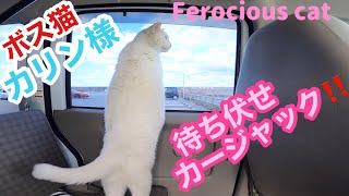 カージャックする港のボス猫カリン様‼️駐車場で待ち伏せられたらキュンとくる Ferocious cat