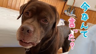 おバカ犬と行った旅行のおもしろ未公開シーン