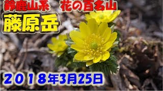 藤原岳【2018年 3 月25日】福寿草に会いに