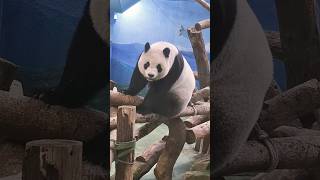 優雅的圓仔公主吃完窩窩頭回眸一瞥 #cute #panda #yuanzai #熊猫