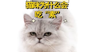 猫咪可以吃什么水果 这些人类食物猫能不能吃