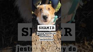 SHAMIR - jest gotowy do pokochania i adoptowania / czytaj opis ! #pies #adoptme #wolontariat #dog