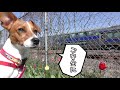 【わんこ】春のお散歩でタンポポとチューリップと電車を見たジャックラッセルテリアのむぎの巻【犬動画】