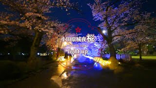 小田原城夜桜ライトアップ