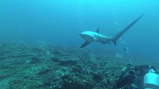 Thresher shark